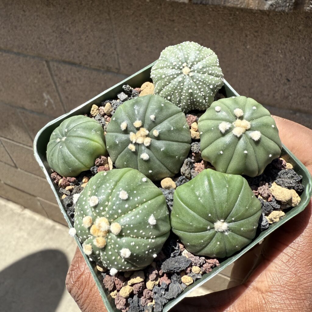 Astrophytum asterias seedling bundle