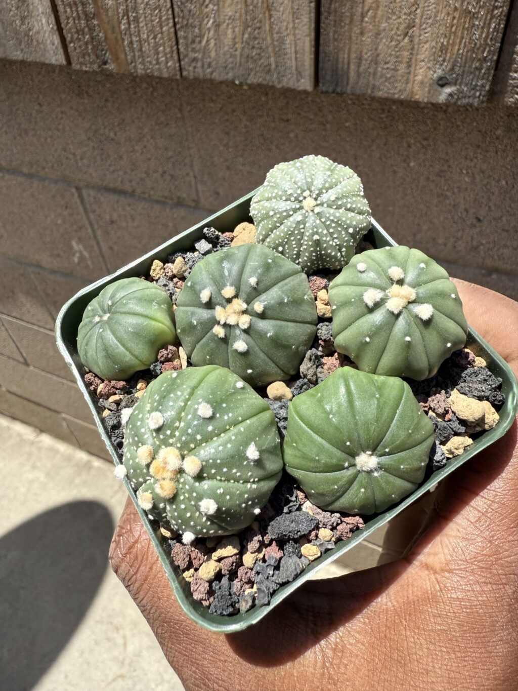 Astrophytum asterias seedling bundle