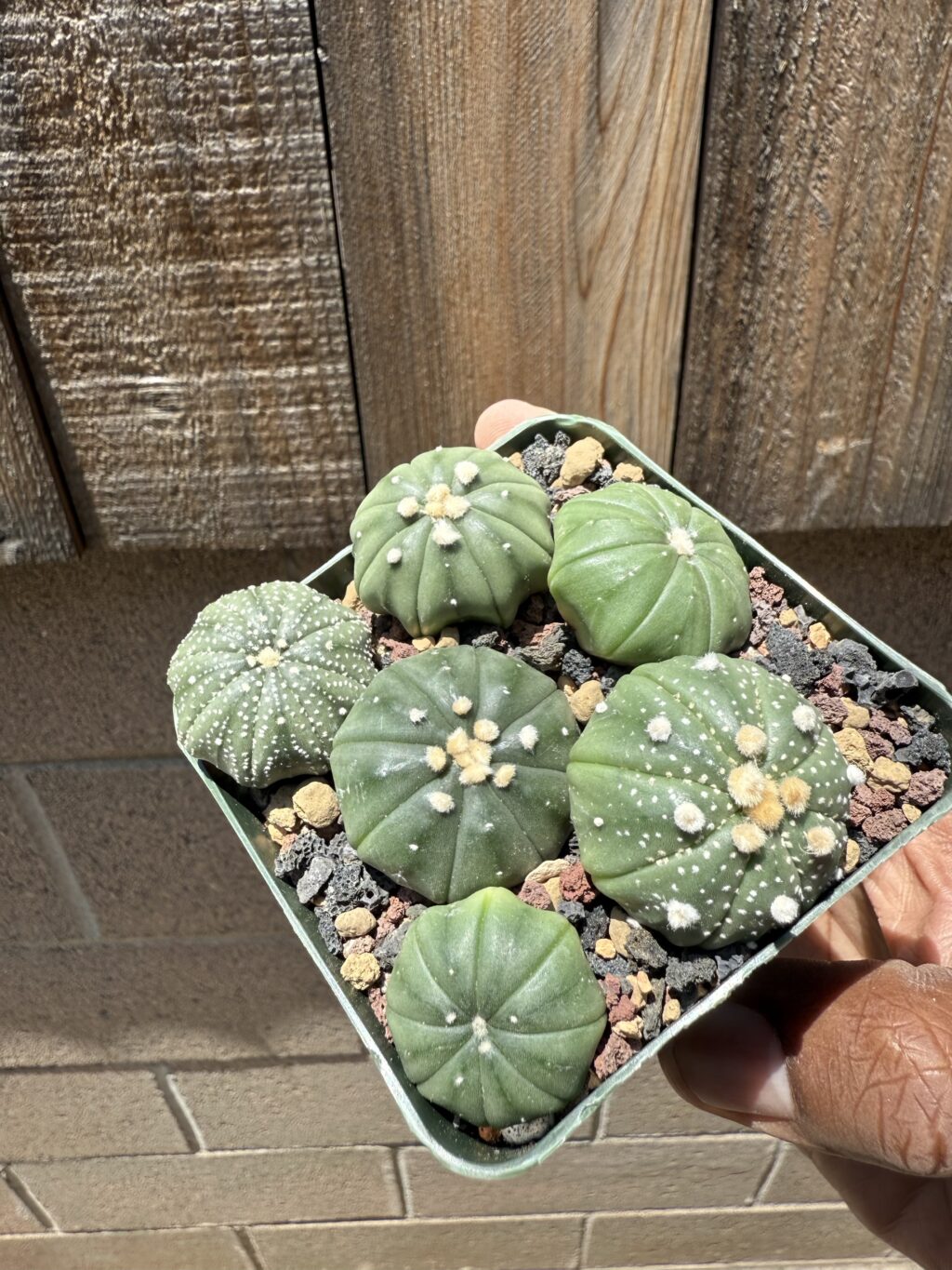 Astrophytum asterias seedling bundle - Image 3