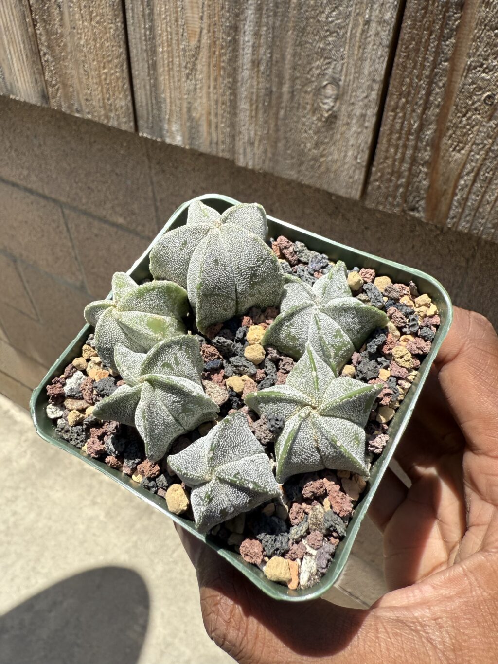 Astrophytum myriostigma seedling bundle - Image 3