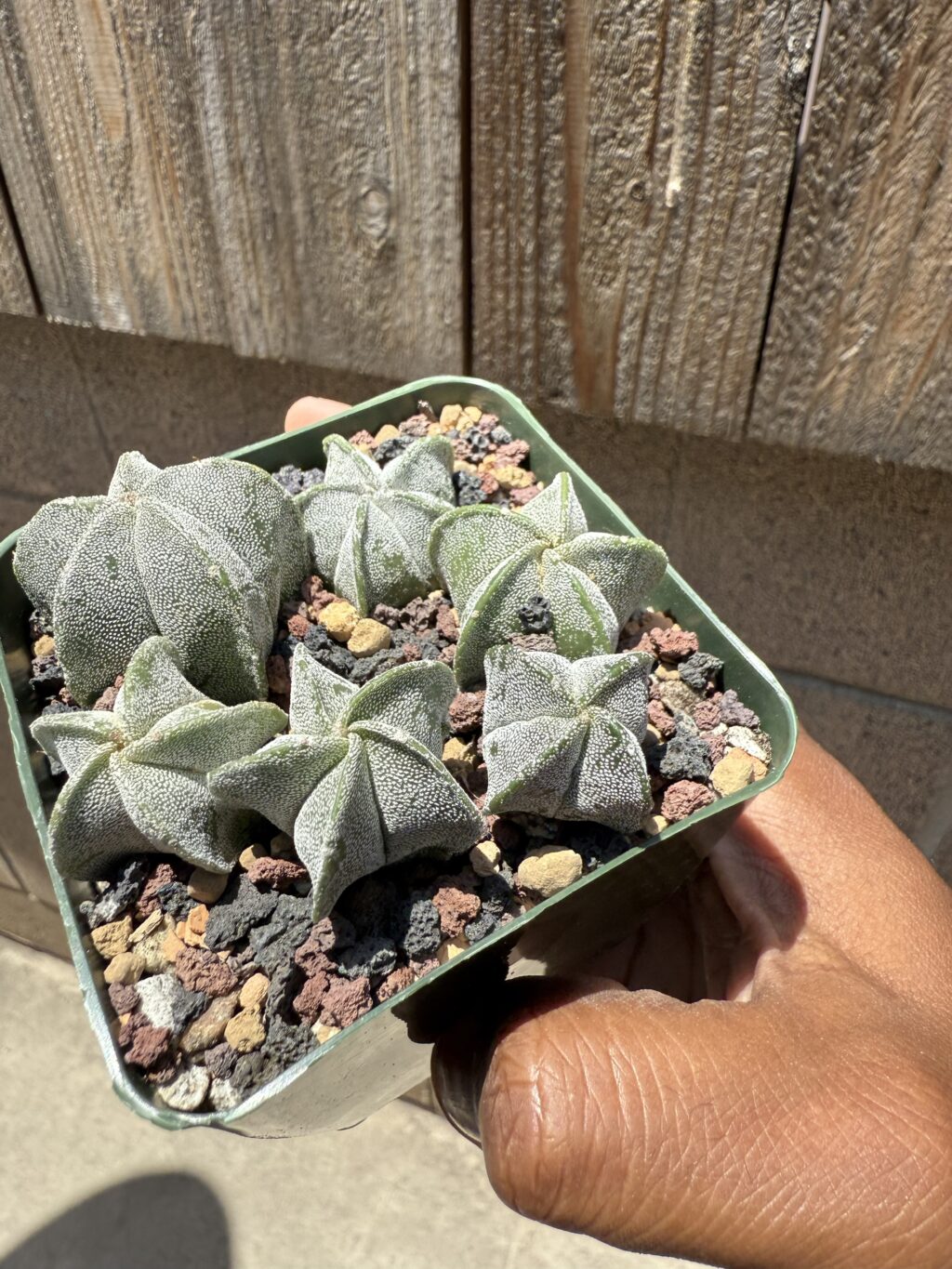 Astrophytum myriostigma seedling bundle - Image 2