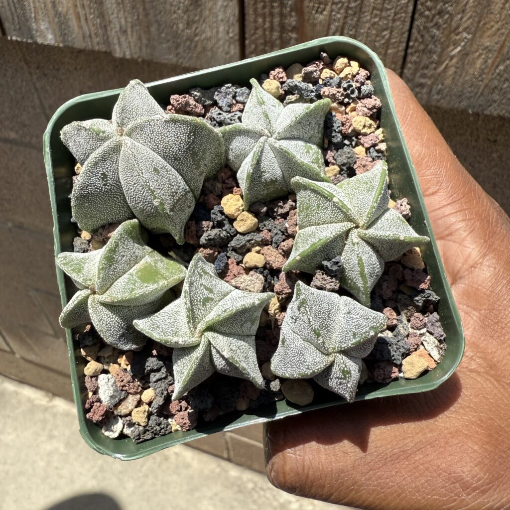 Astrophytum myriostigma seedling bundle