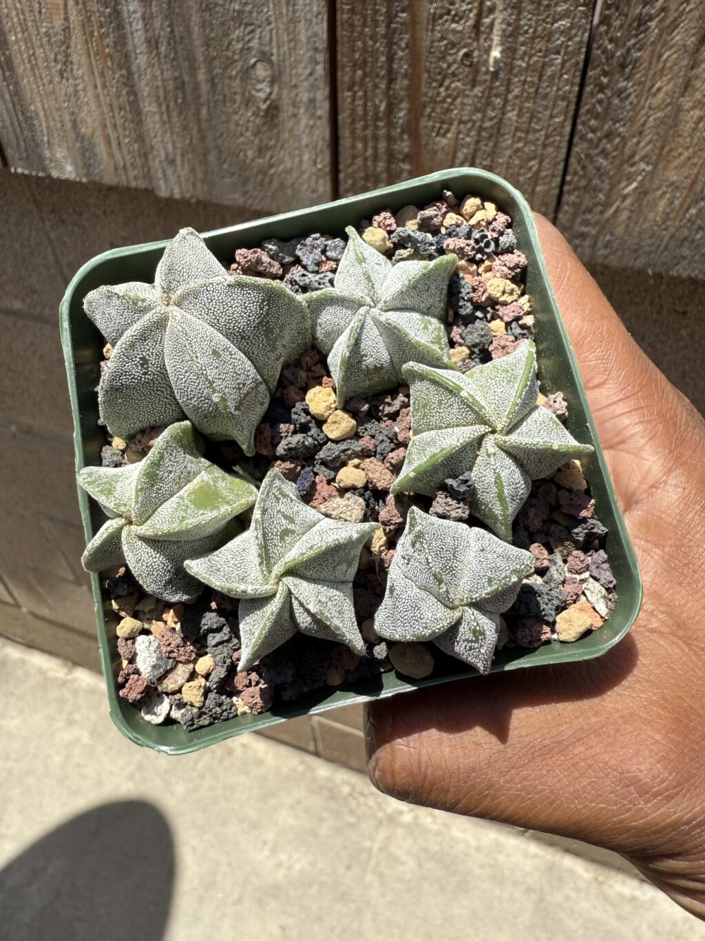Astrophytum myriostigma seedling bundle