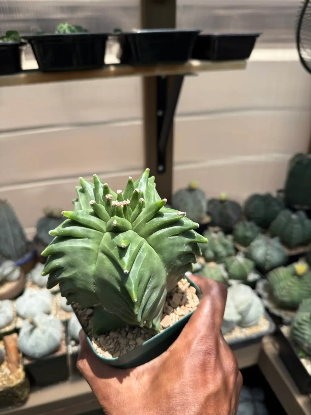 Astrophytum myriostigma “Super” Kikko nudum - Image 3