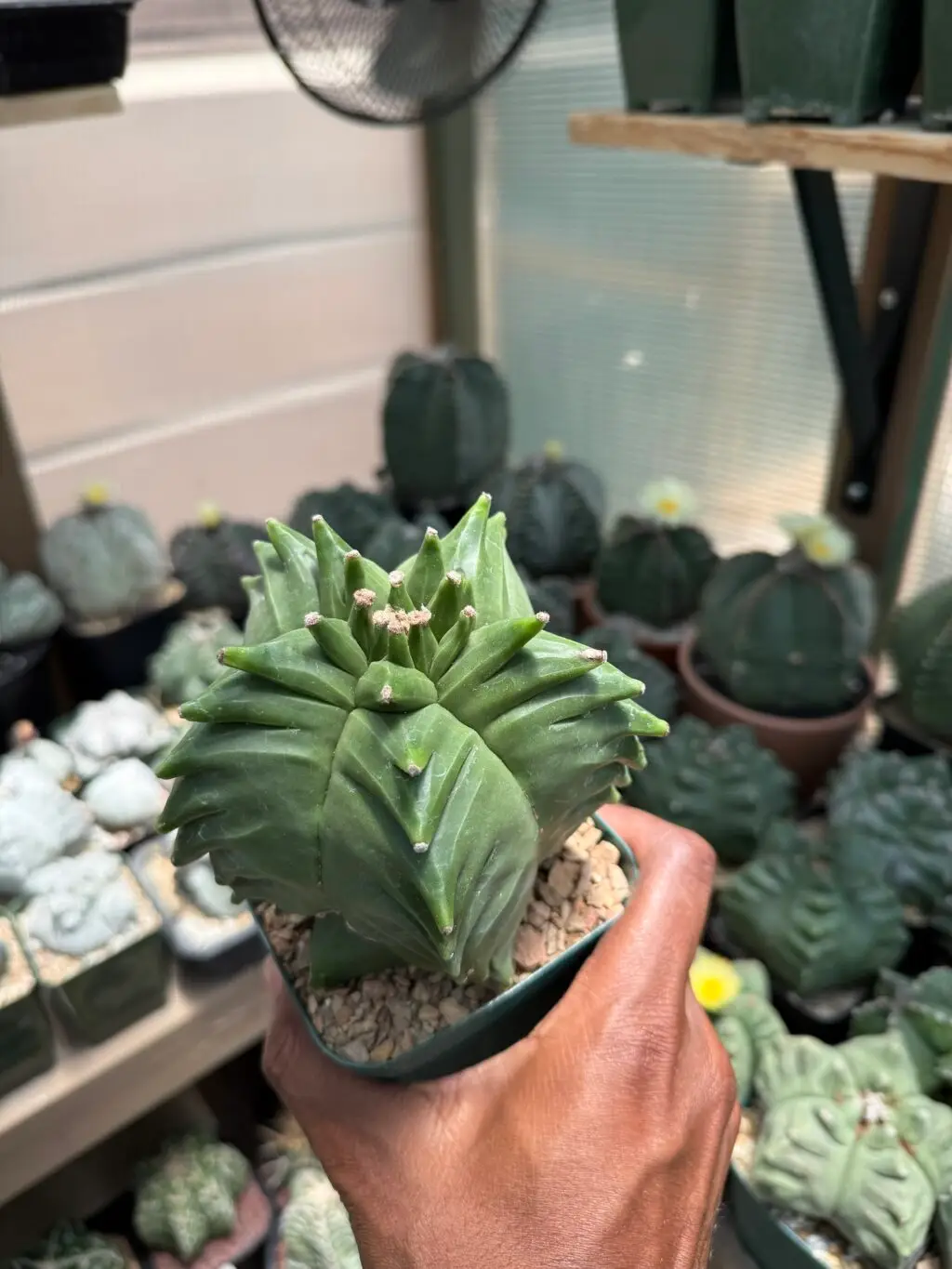 Astrophytum myriostigma “Super” Kikko nudum - Image 2