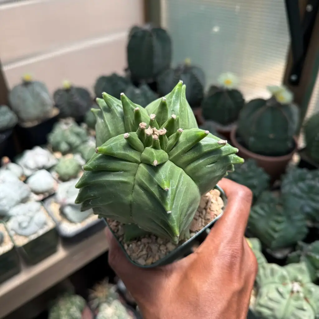 Astrophytum myriostigma “Super” Kikko nudum