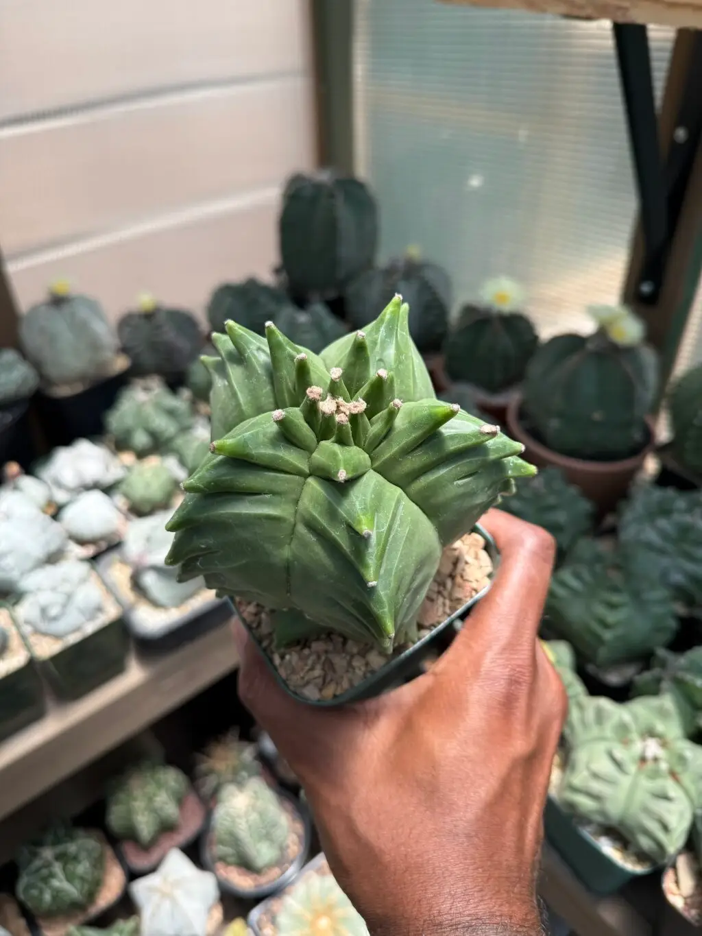 Astrophytum myriostigma “Super” Kikko nudum