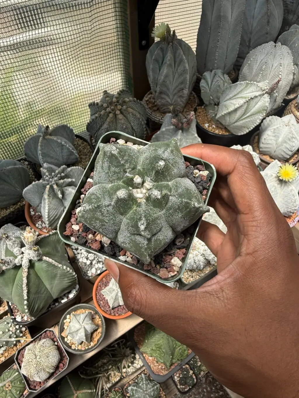 Astrophytum myriostigma cv. Kikko - Image 4