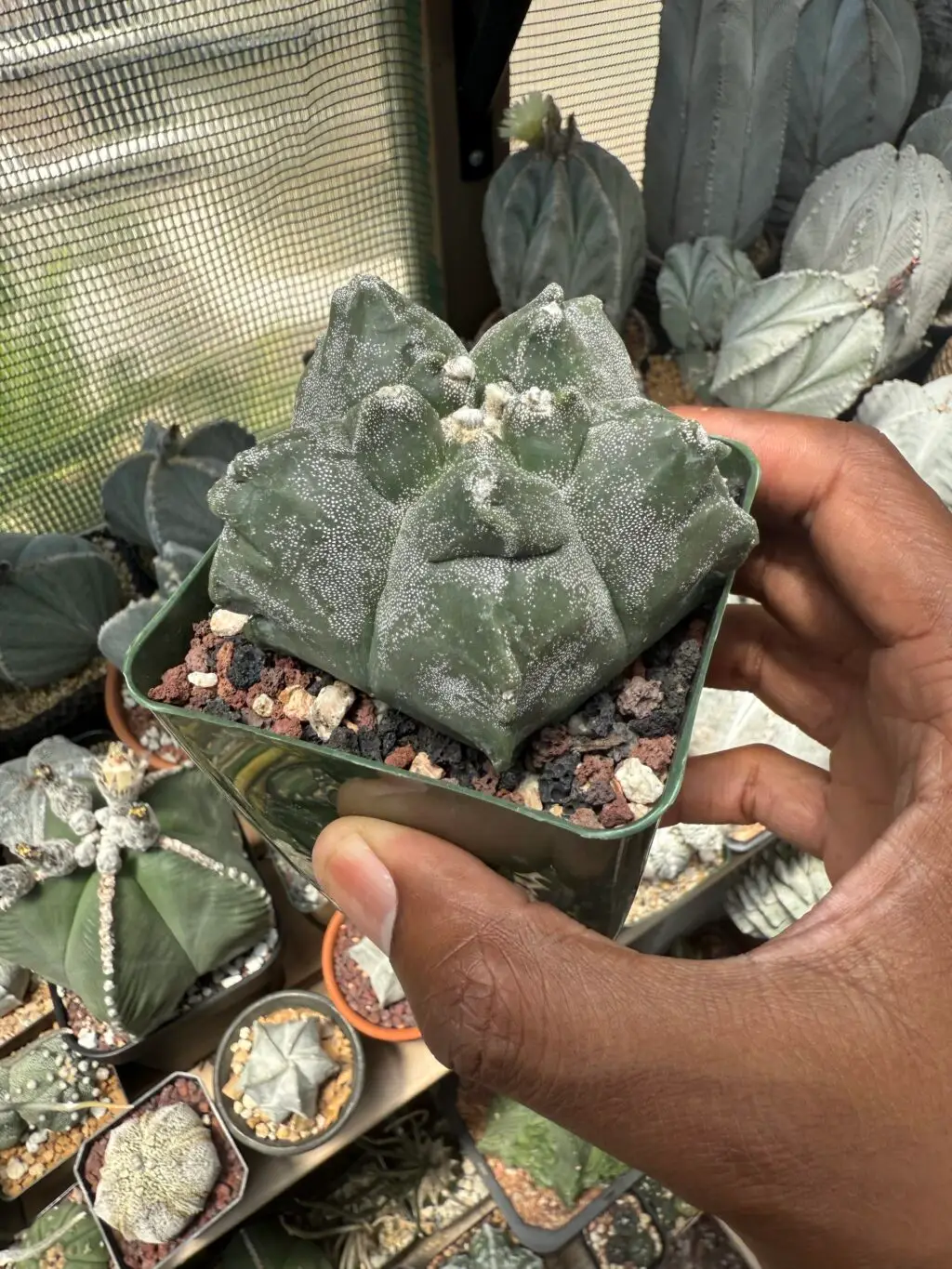 Astrophytum myriostigma cv. Kikko - Image 3