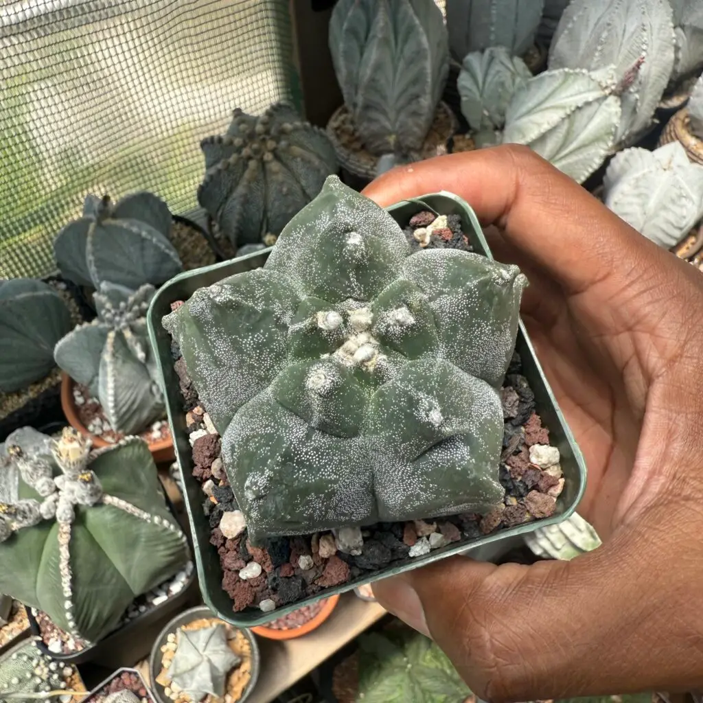Astrophytum myriostigma cv. Kikko