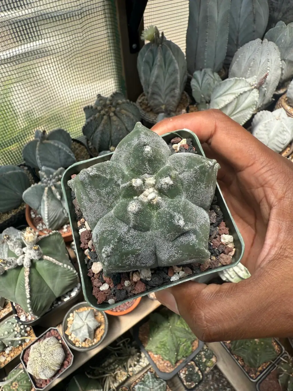 Astrophytum myriostigma cv. Kikko