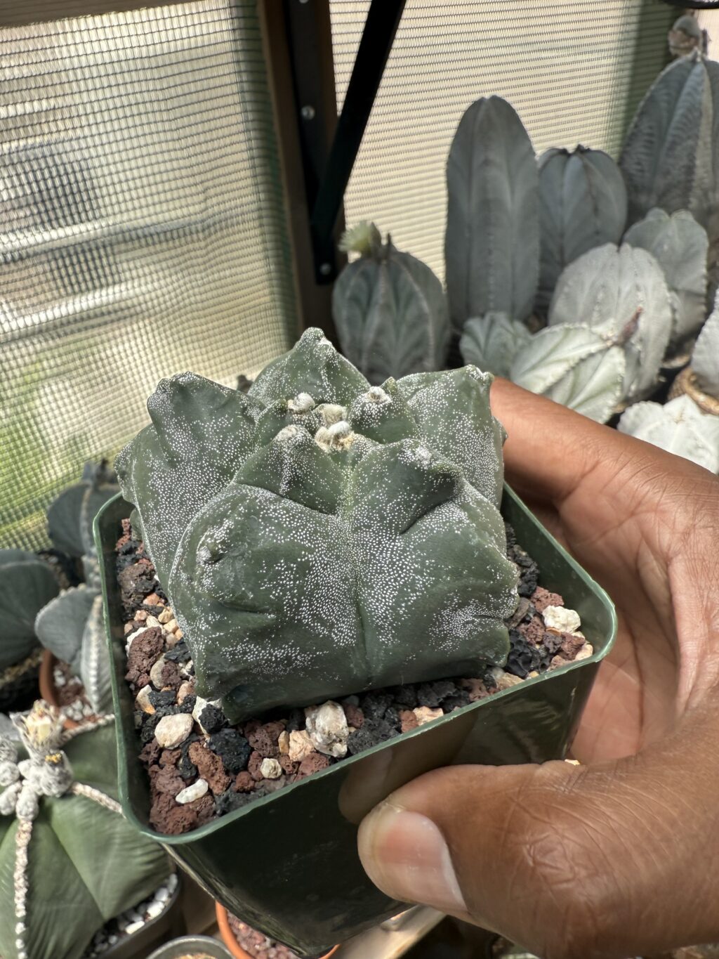 Astrophytum myriostigma cv. Kikko - Image 2