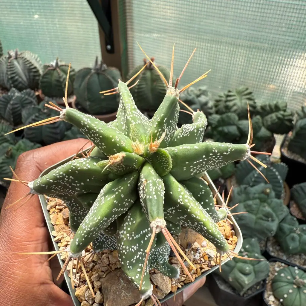 Astrophytum ornatum Kikko