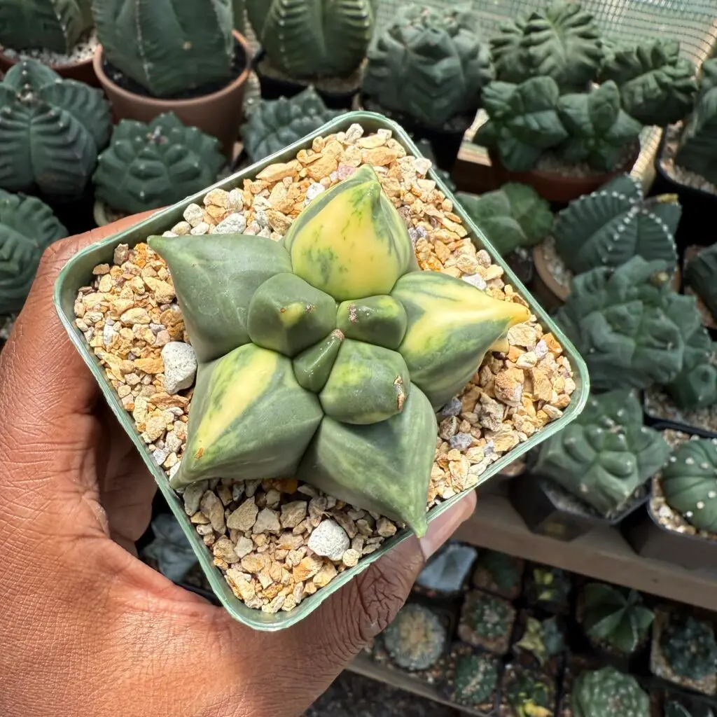 Astrophytum myriostigma “Super” Kikko Variegated