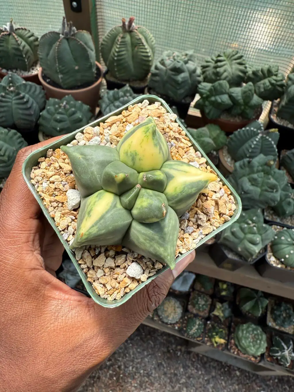 Astrophytum myriostigma “Super” Kikko Variegated