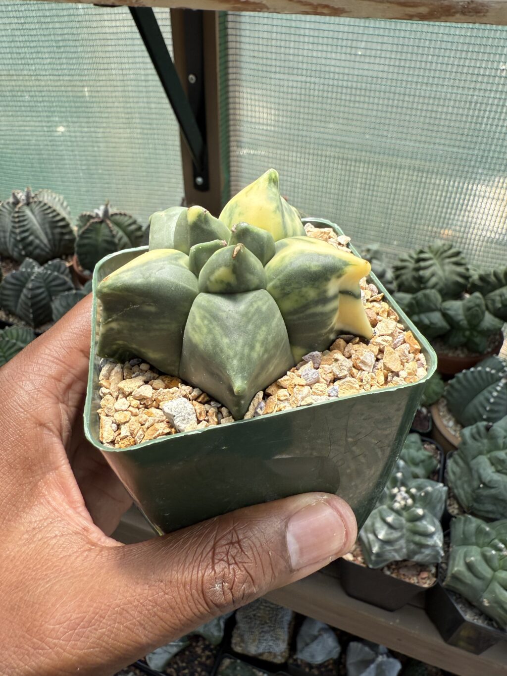 Astrophytum myriostigma “Super” Kikko Variegated - Image 2
