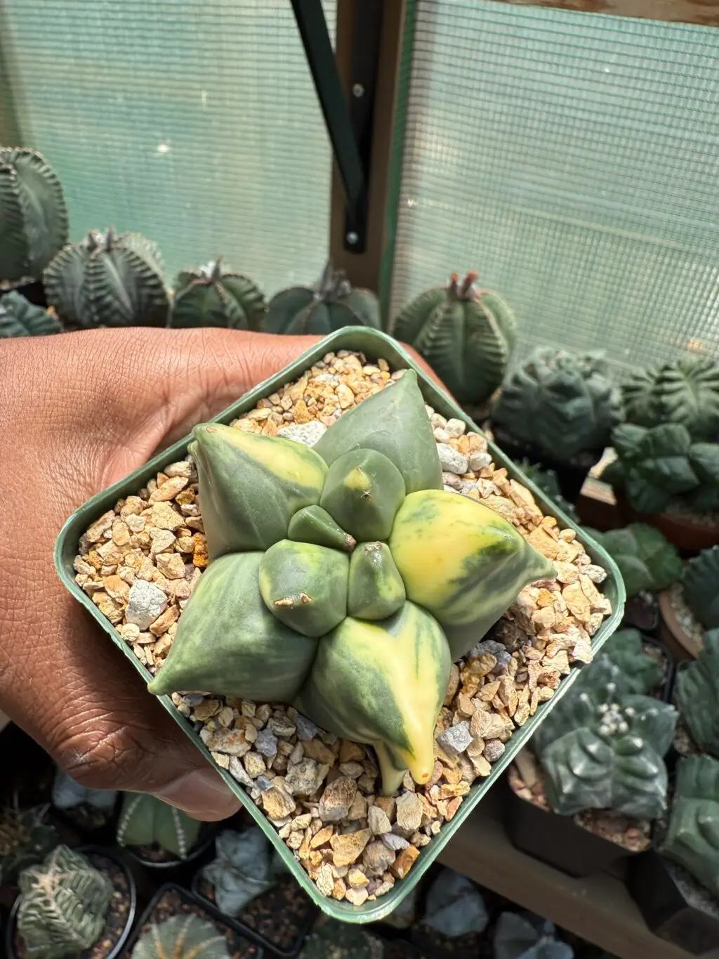 Astrophytum myriostigma “Super” Kikko Variegated - Image 3