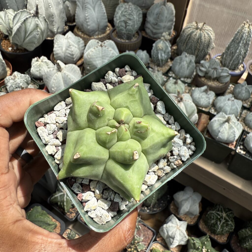 Astrophytum myriostigma cv. Kikko