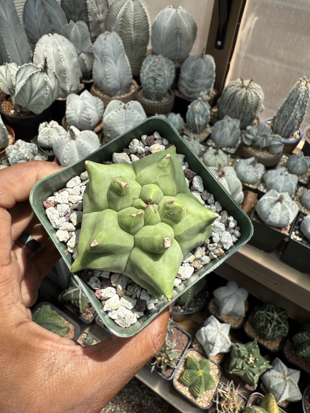 Astrophytum myriostigma cv. Kikko