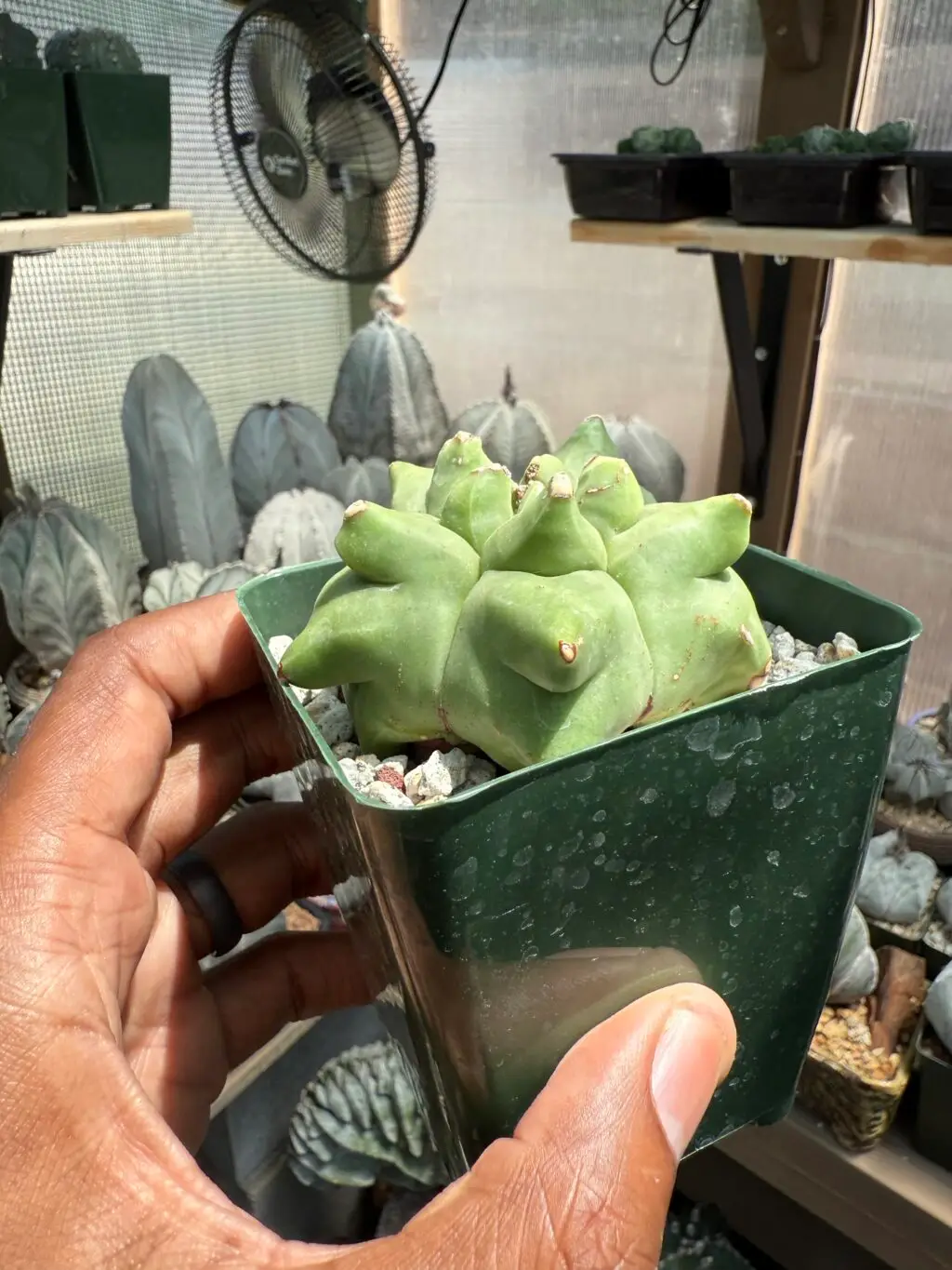 Astrophytum myriostigma cv. Kikko - Image 2