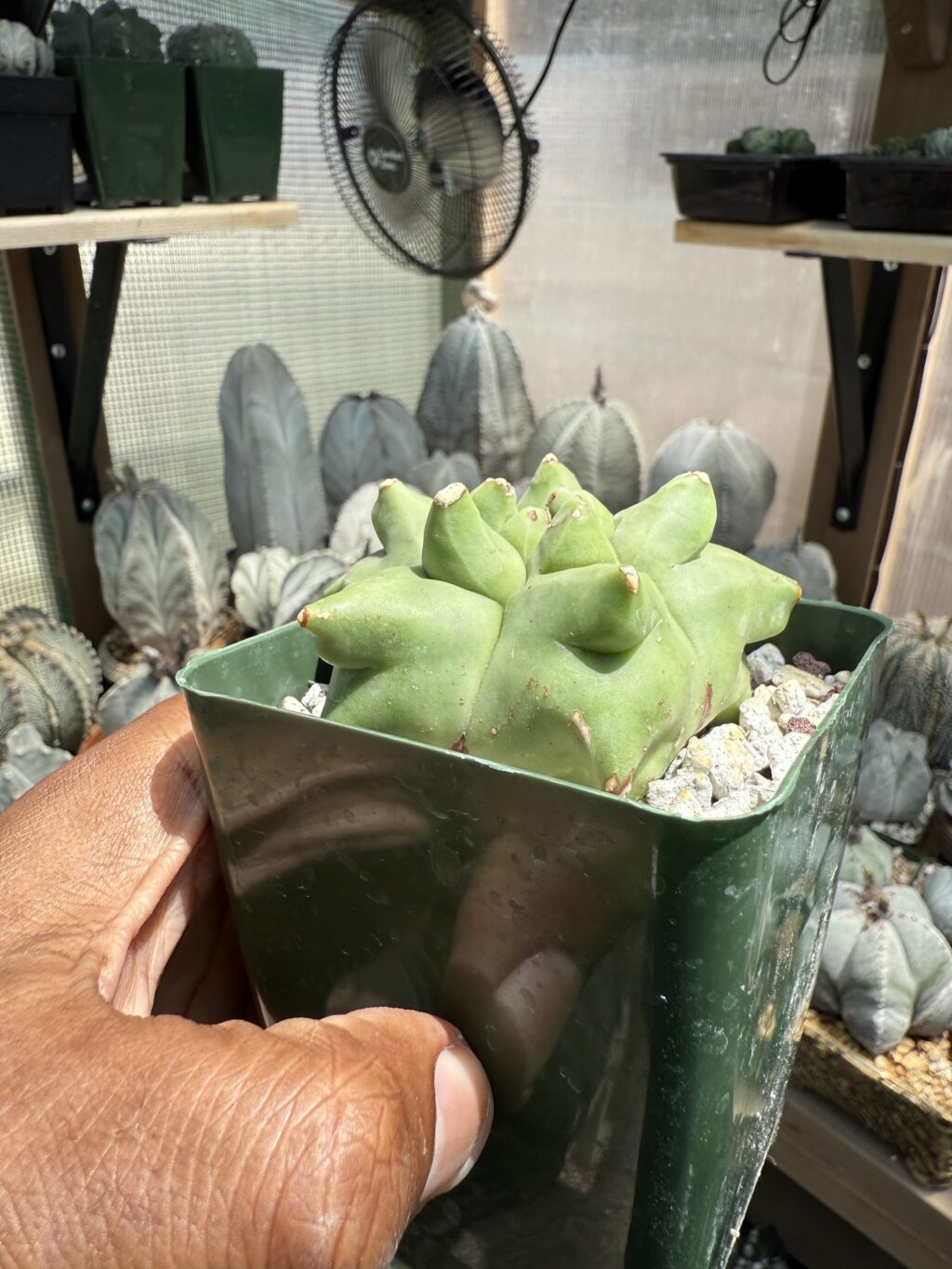 Astrophytum myriostigma cv. Kikko - Image 3
