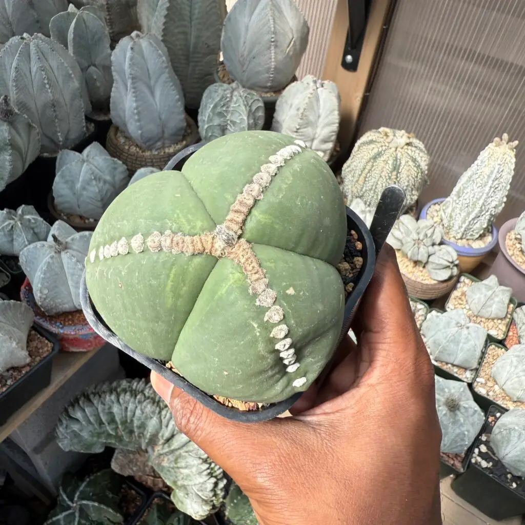 Astrophytum myriostigma Rensei tricostatum