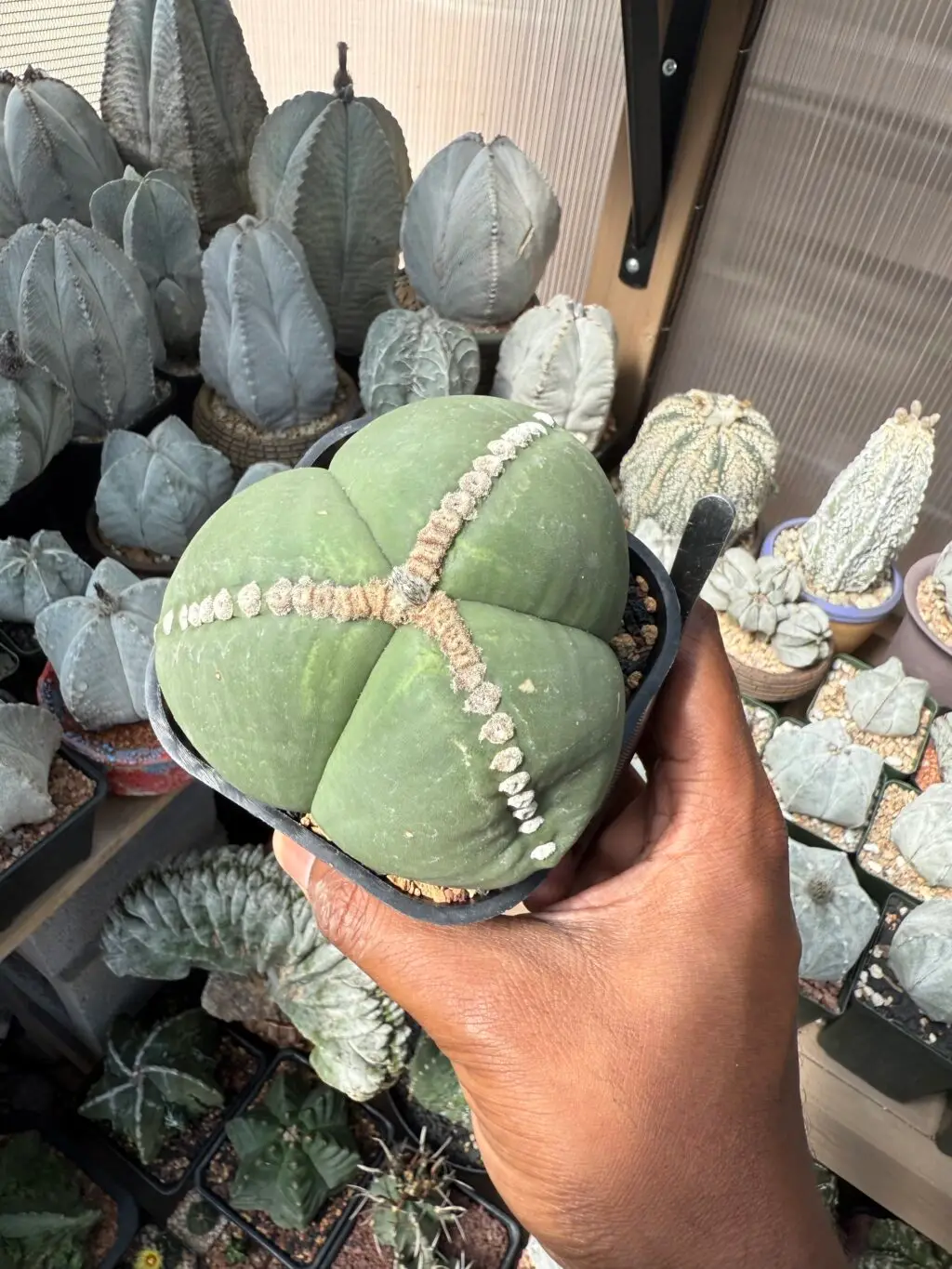 Astrophytum myriostigma Rensei tricostatum