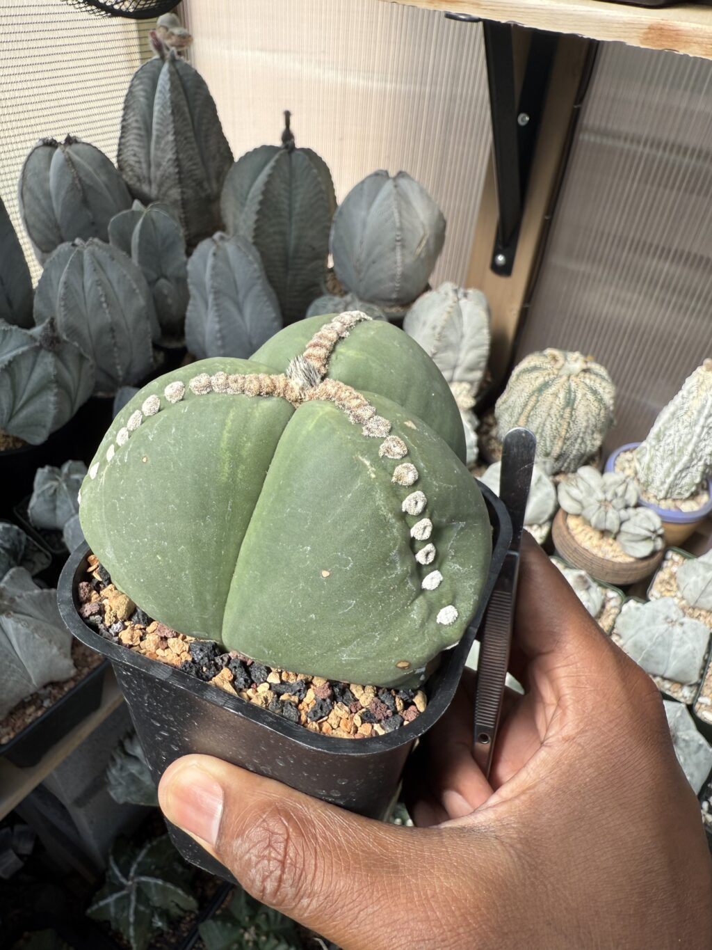 Astrophytum myriostigma Rensei tricostatum - Image 2