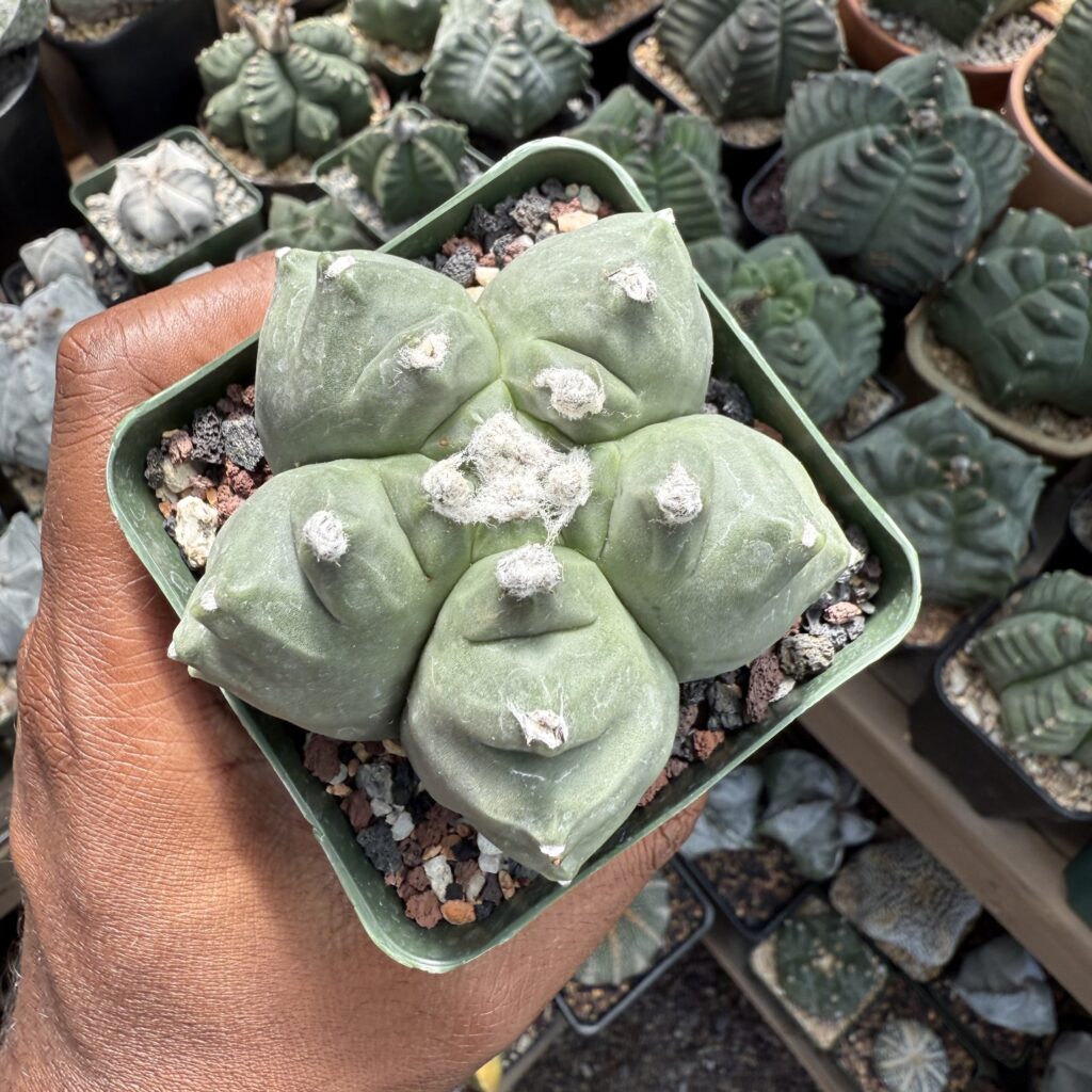 Astrophytum myriostigma cv. Kikko