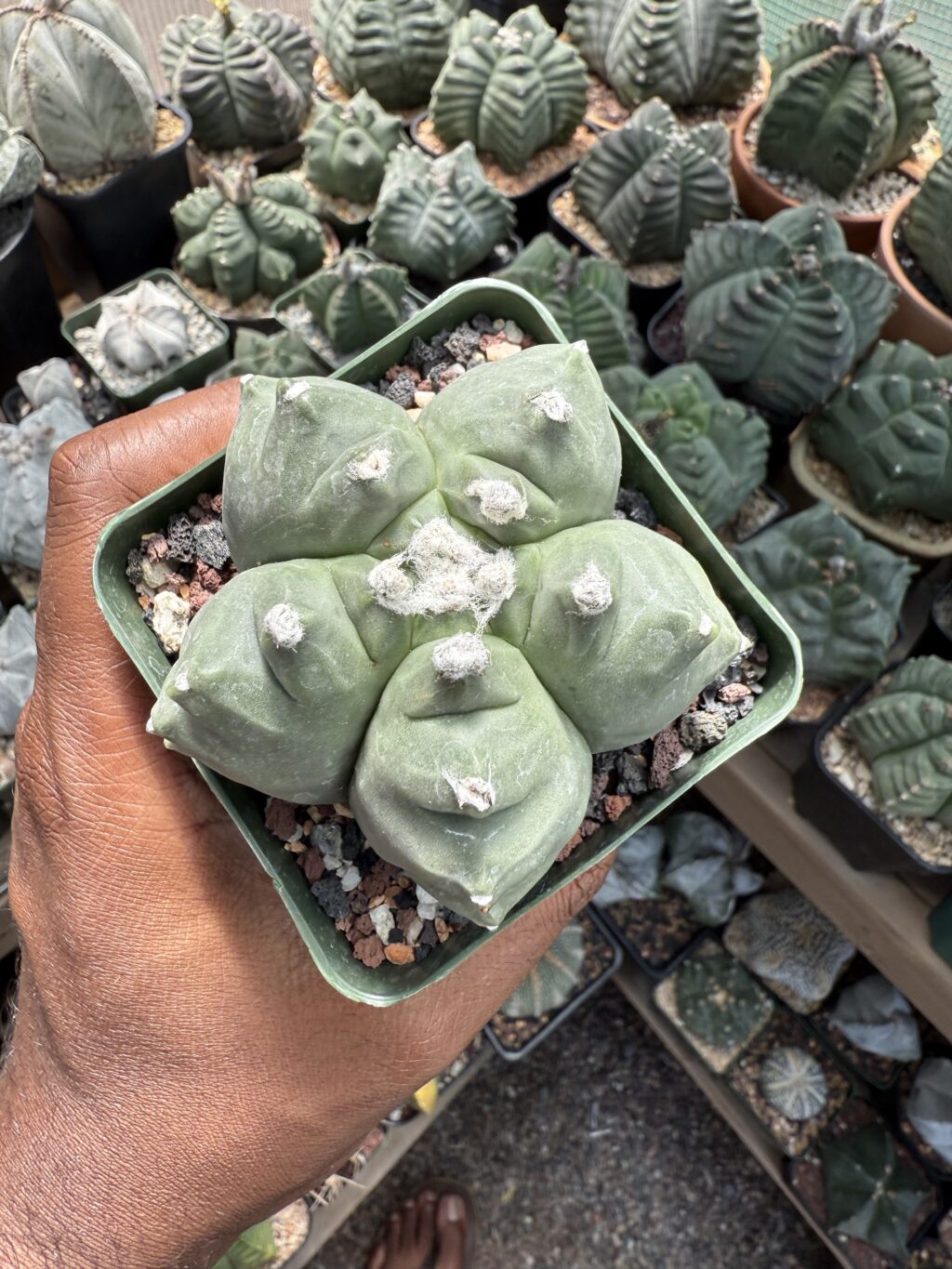 Astrophytum myriostigma cv. Kikko