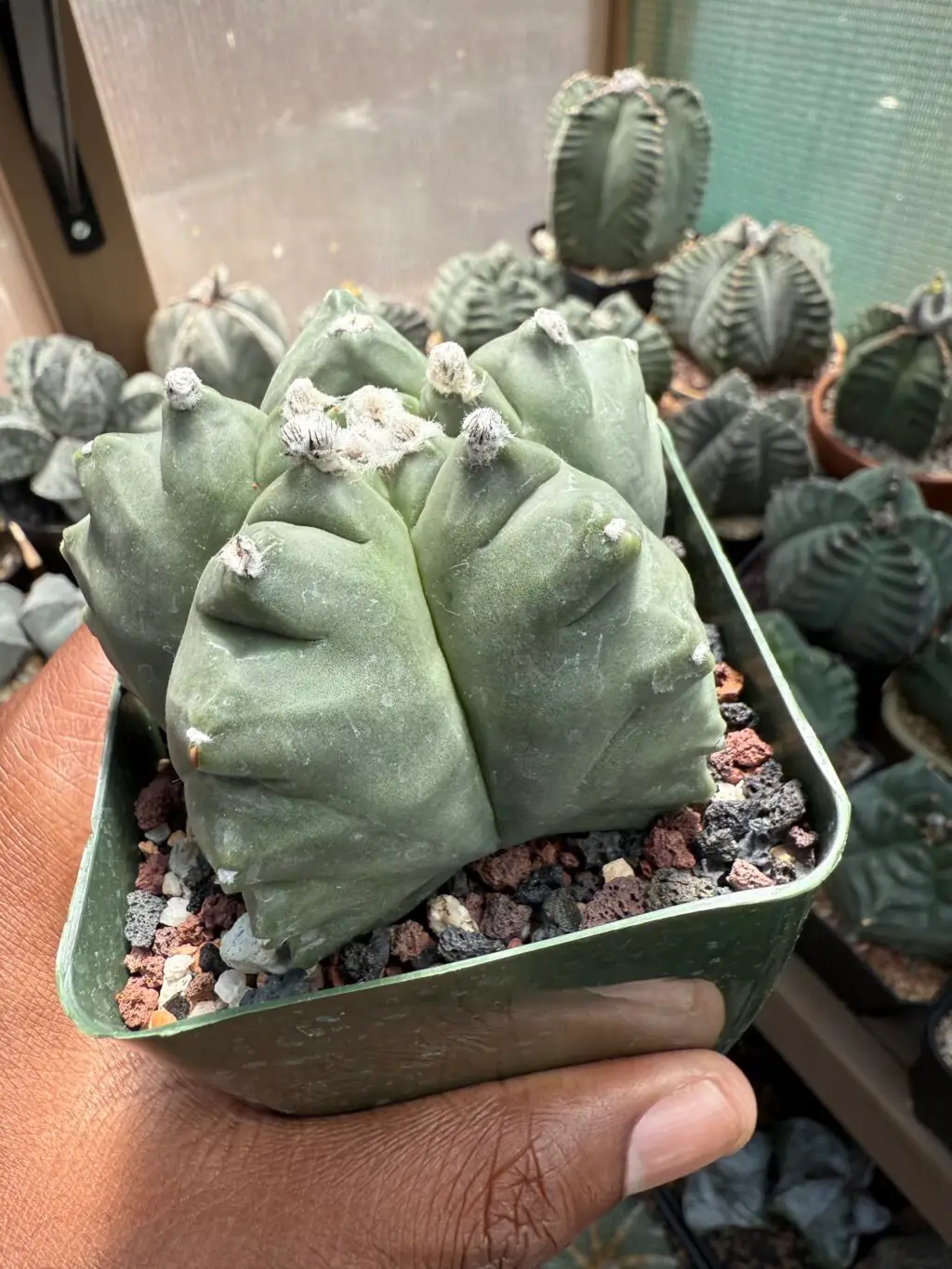 Astrophytum myriostigma cv. Kikko - Image 2