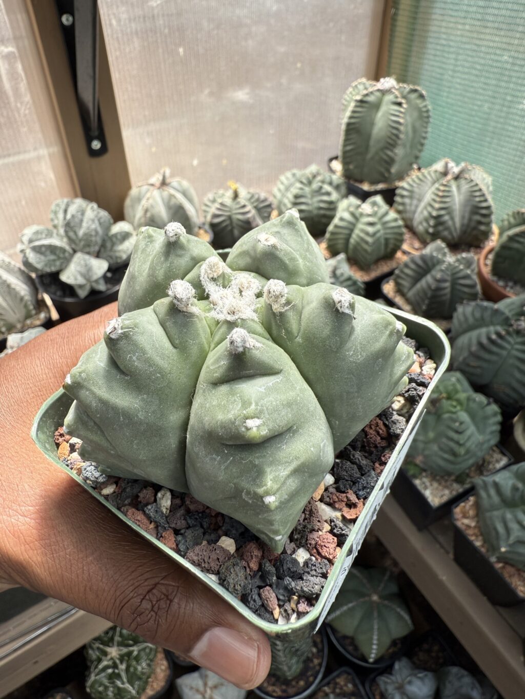 Astrophytum myriostigma cv. Kikko - Image 3