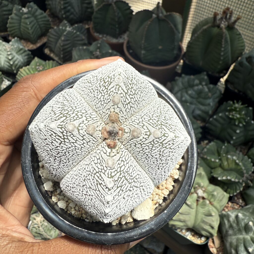 Astrophytum myriostigma Onzuka quadricostatum