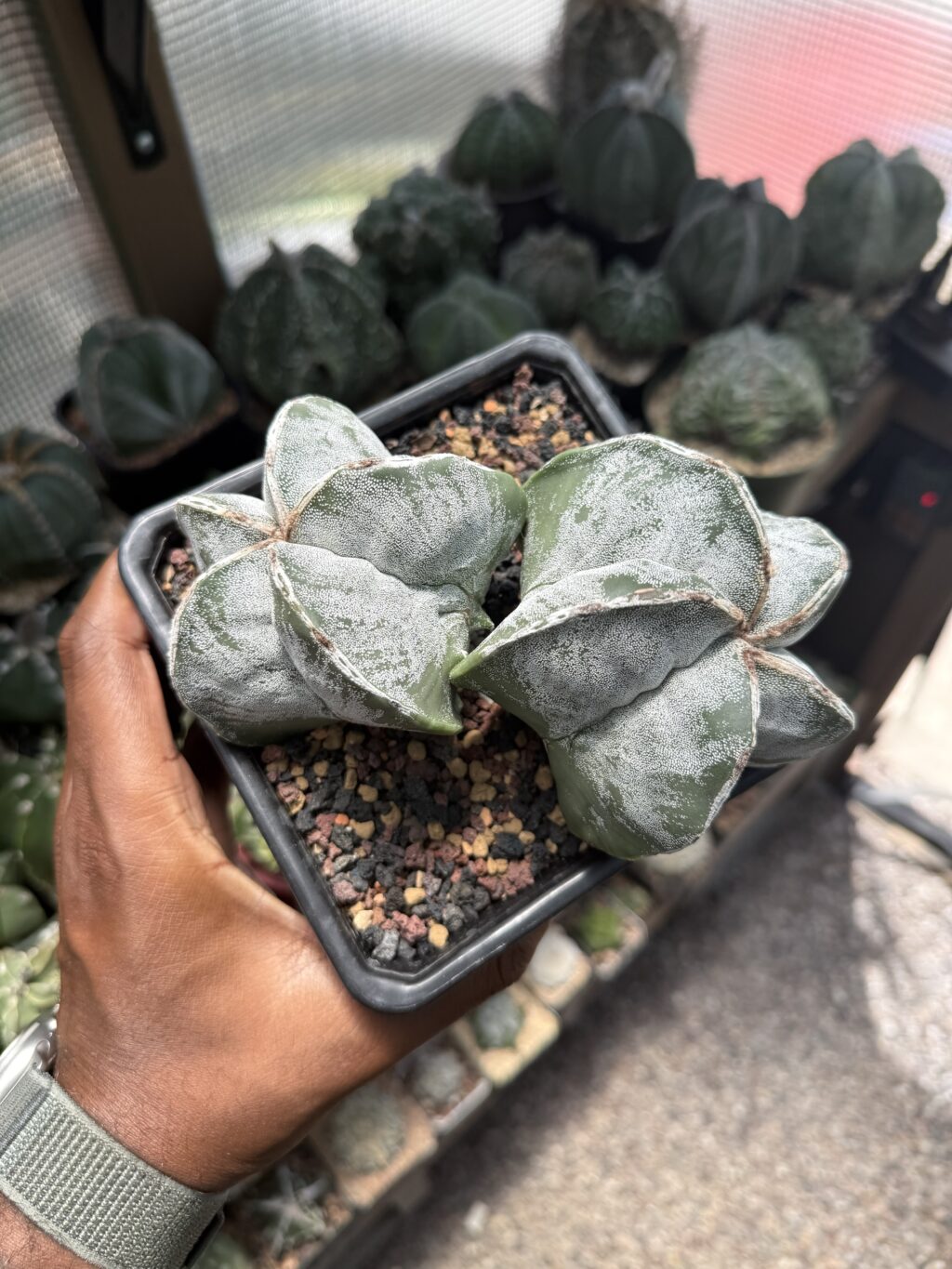 Astrophytum myriostigma Hakujo 2 Headed - Image 3