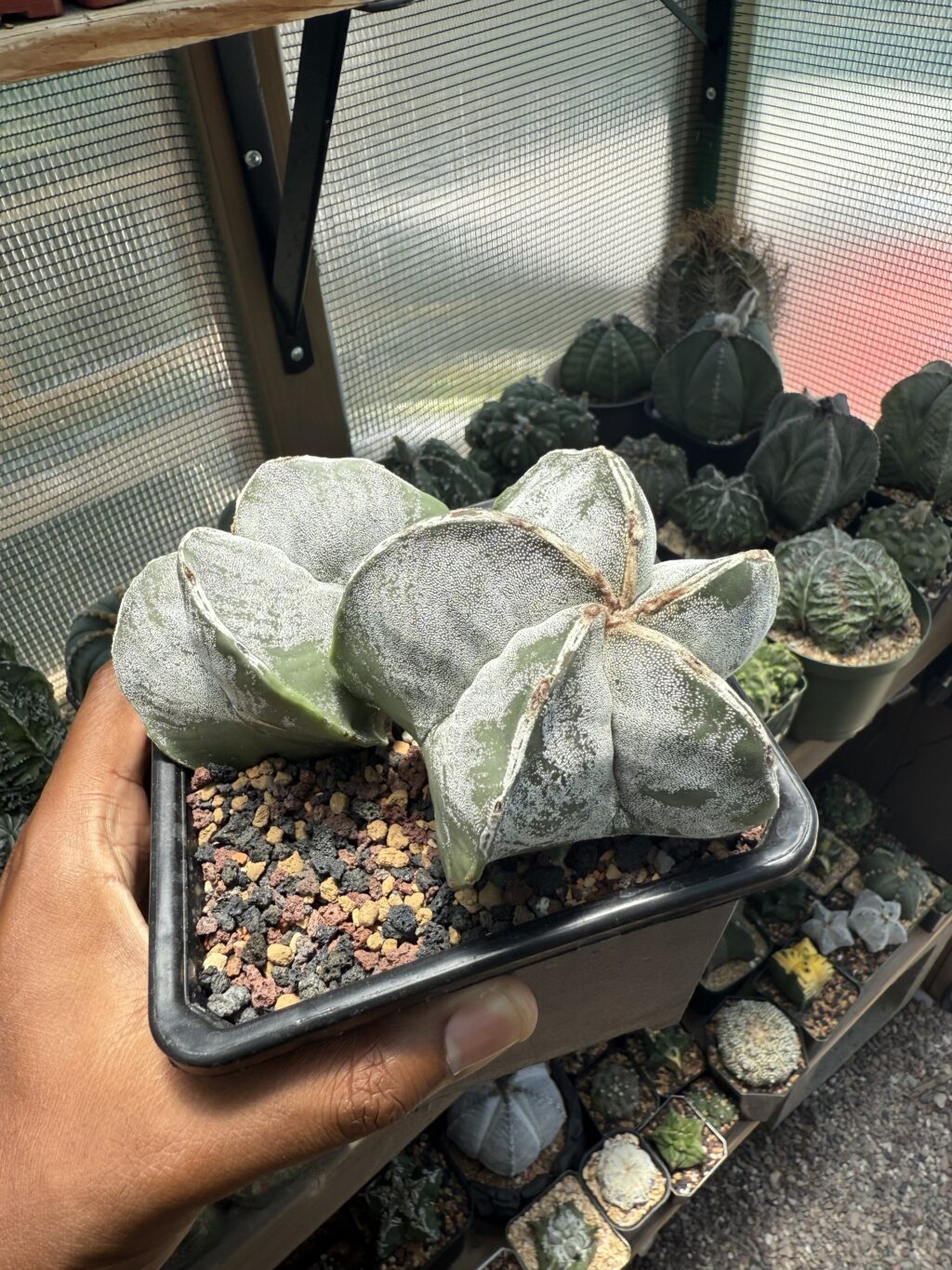 Astrophytum myriostigma Hakujo 2 Headed - Image 2