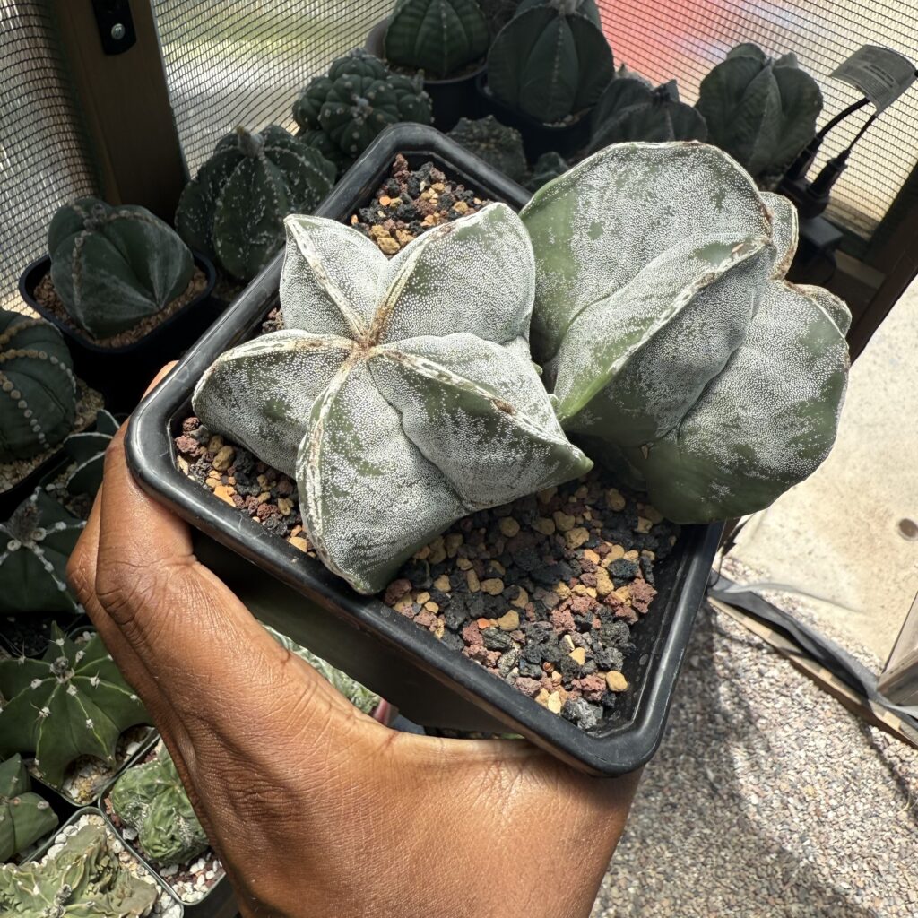 Astrophytum myriostigma Hakujo 2 Headed