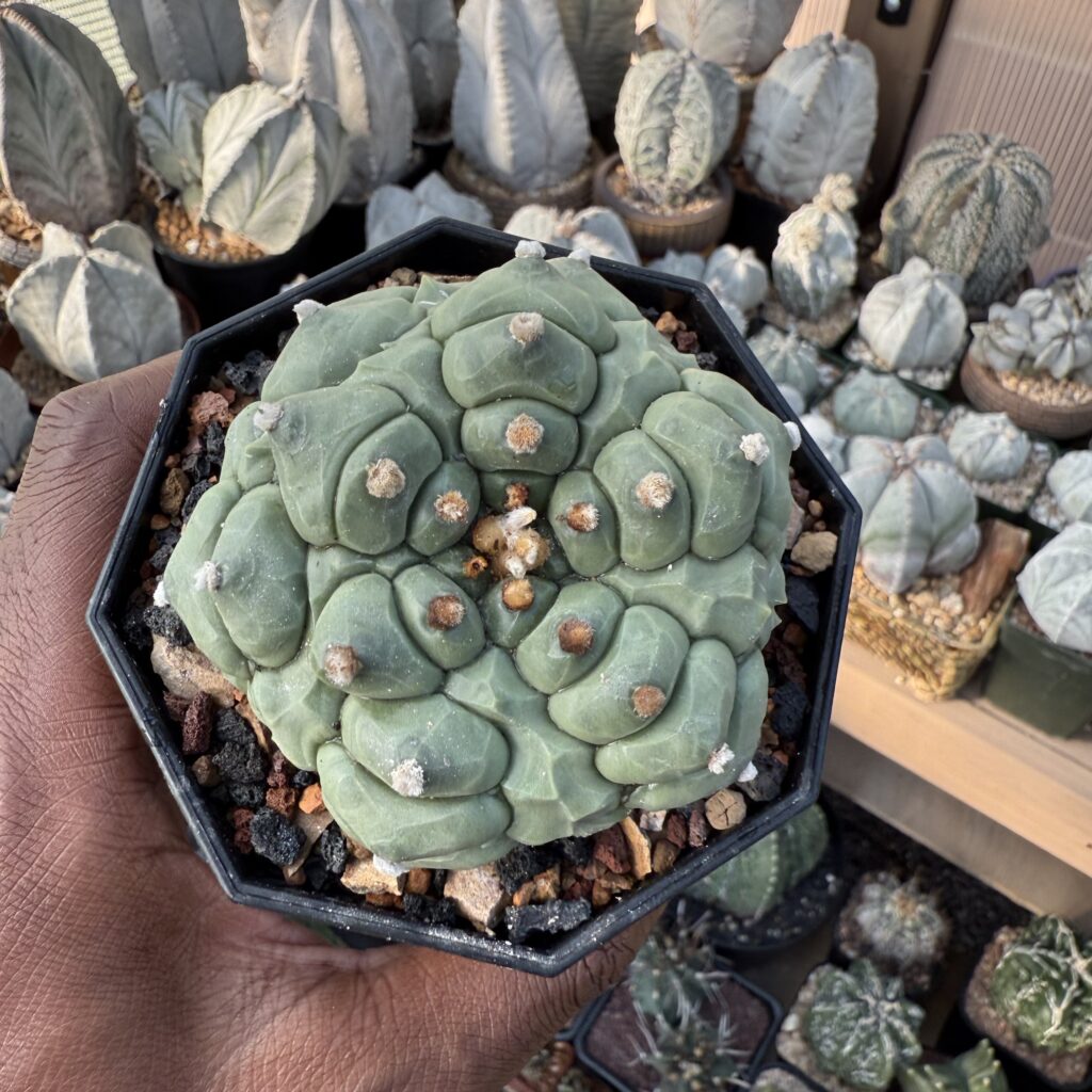 Astrophytum asterias Kikko Fukuryu