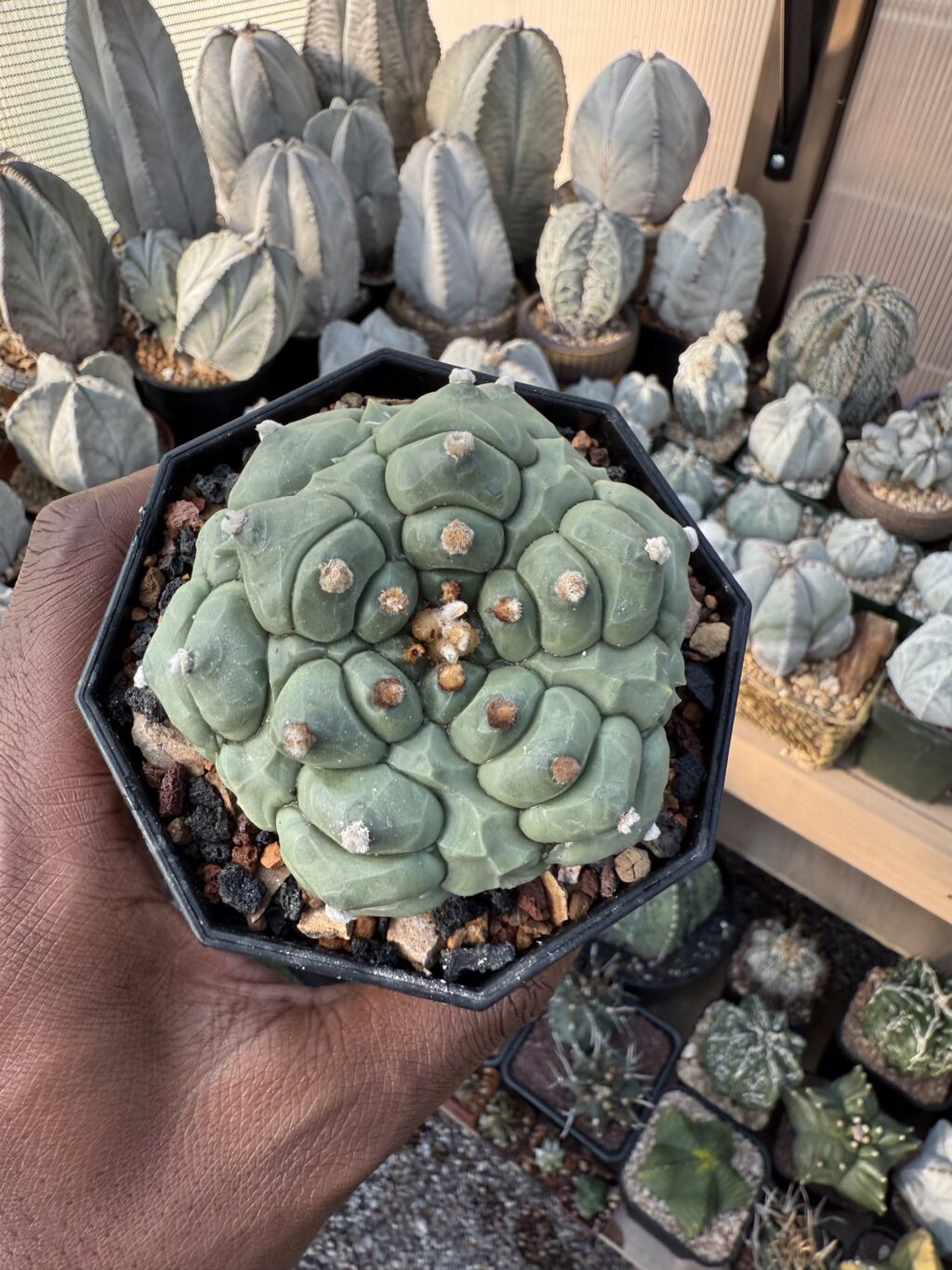 Astrophytum asterias Kikko Fukuryu