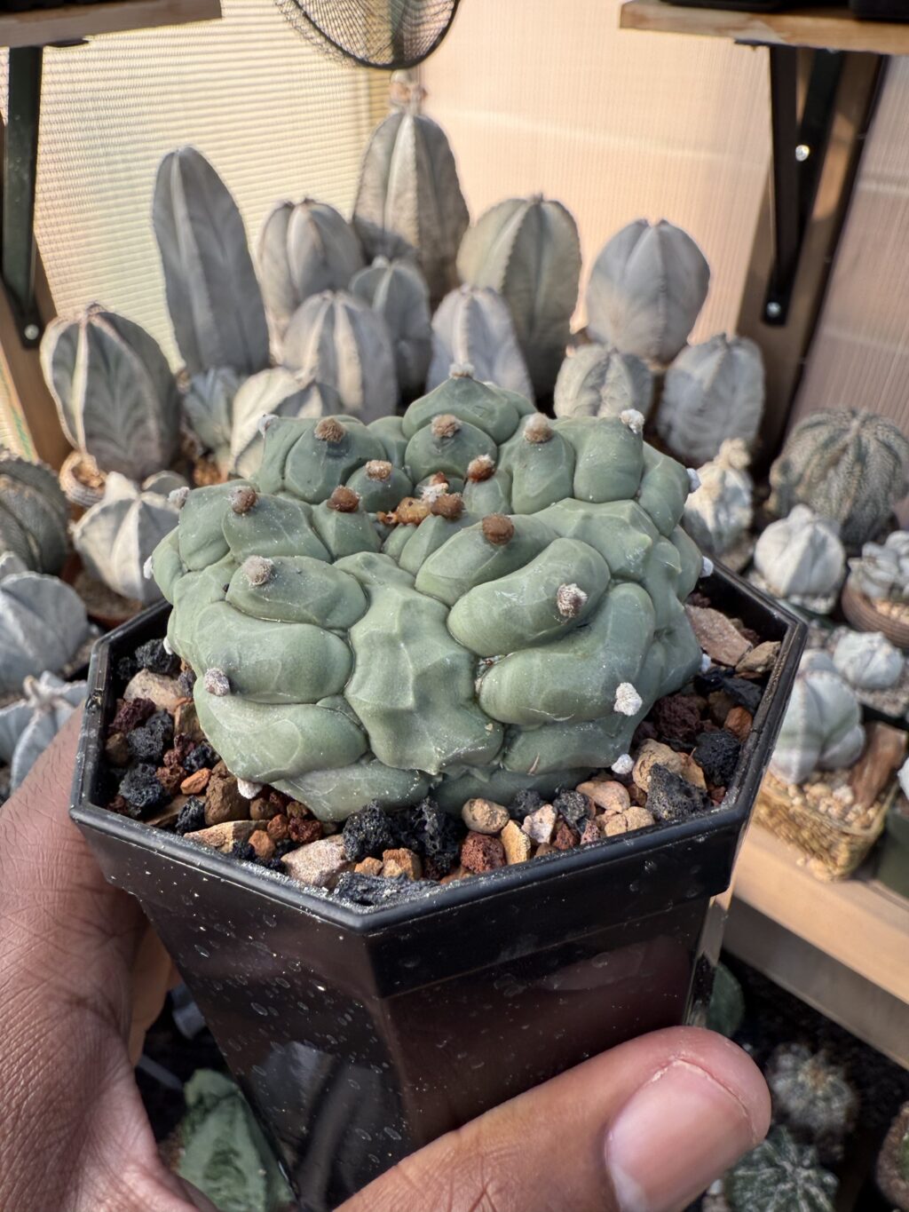 Astrophytum asterias Kikko Fukuryu - Image 2