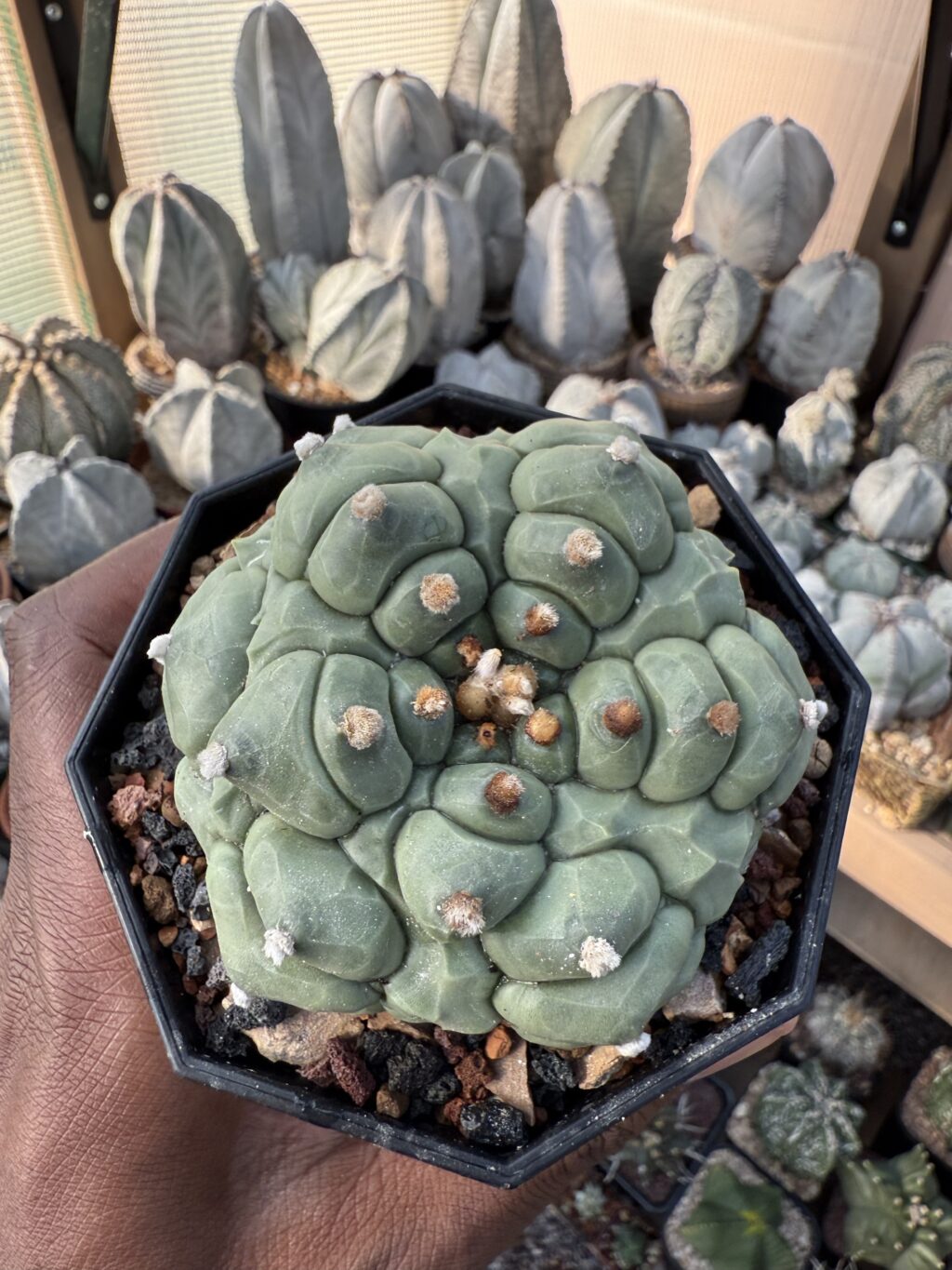 Astrophytum asterias Kikko Fukuryu - Image 3