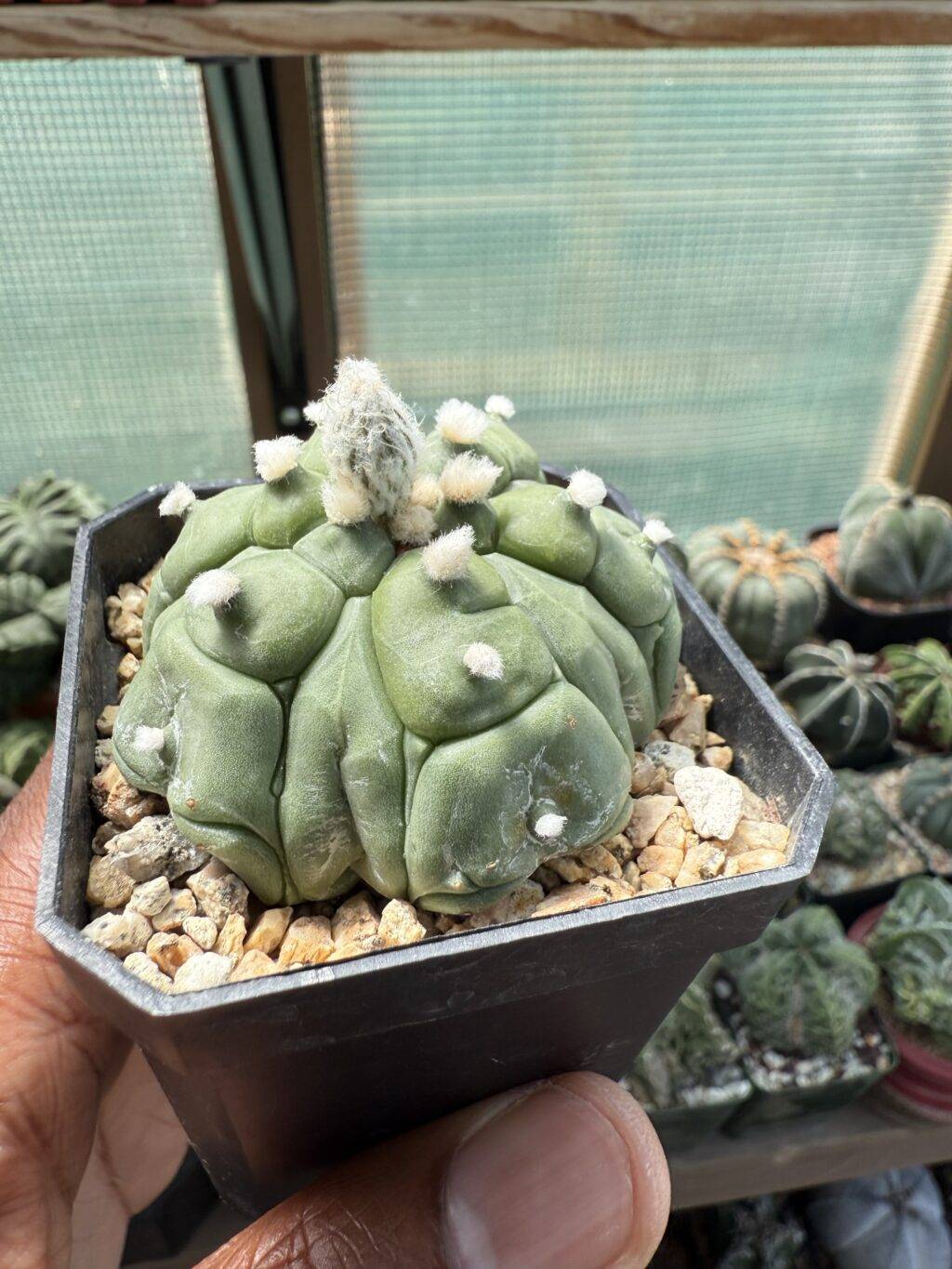 Astrophytum asterias Kikko Fukuryu - Image 3
