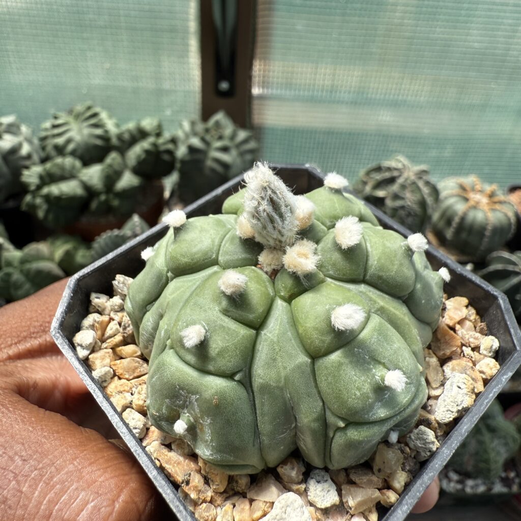 Astrophytum asterias Kikko Fukuryu