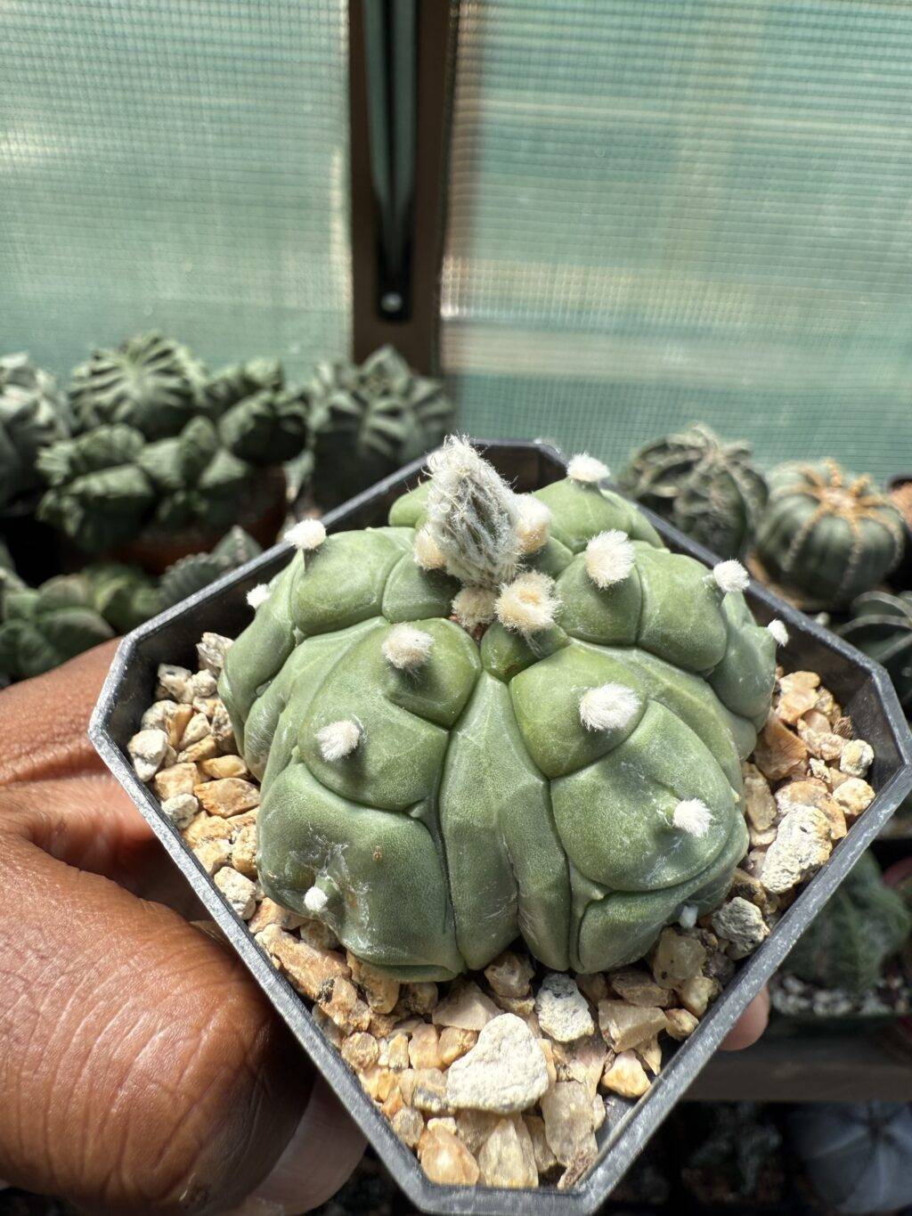 Astrophytum asterias Kikko Fukuryu