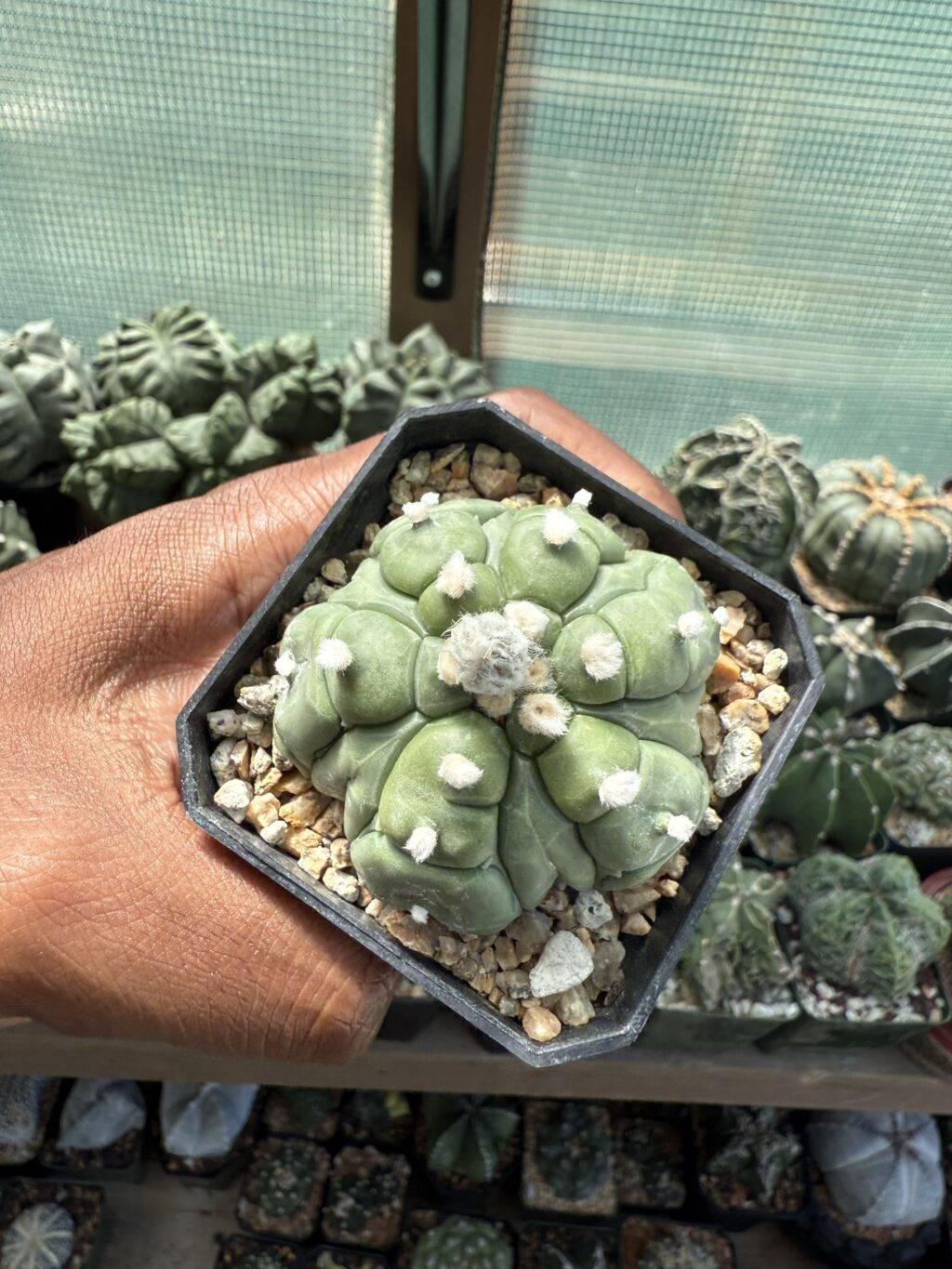 Astrophytum asterias Kikko Fukuryu - Image 2