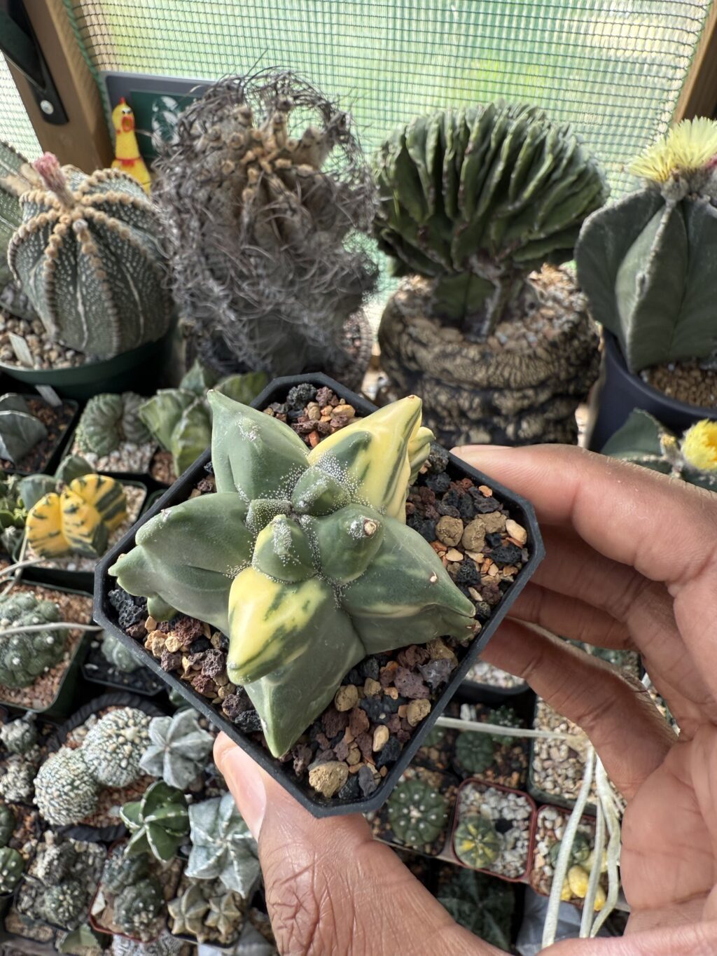 Astrophytum myriostigma “Super” Kikko Variegated Copy - Image 3