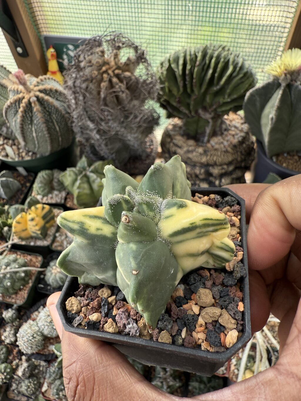 Astrophytum myriostigma “Super” Kikko Variegated Copy - Image 2