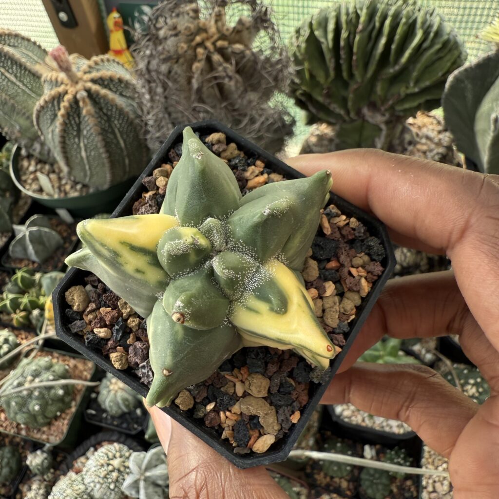 Astrophytum myriostigma “Super” Kikko Variegated Copy
