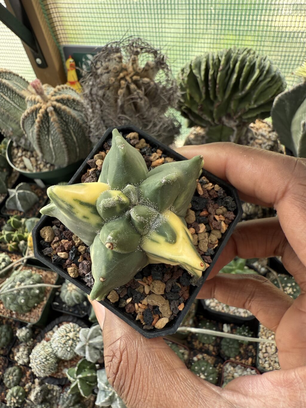 Astrophytum myriostigma “Super” Kikko Variegated Copy