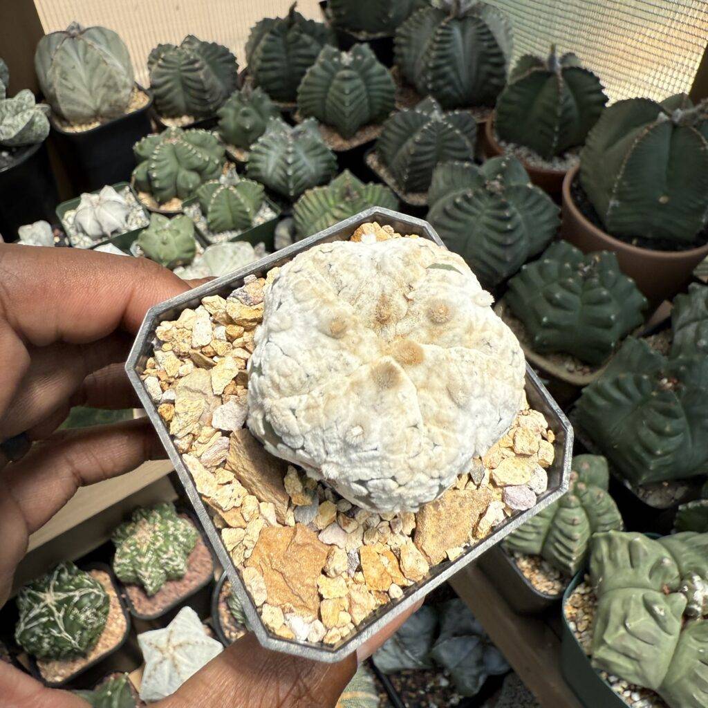 Astrophytum asterias Superkabuto “Snow”