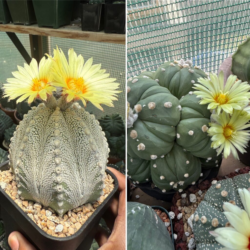 Astrophytum asterias Fukuryu X Cap-as Superkabuto 10+ Seeds